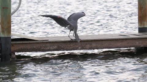 Great Blue Heron Feeding