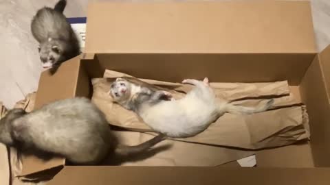Meet the 3 weasels