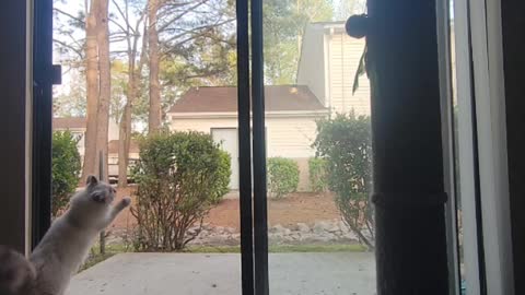 Otto the Cat Climbs up Screen Door