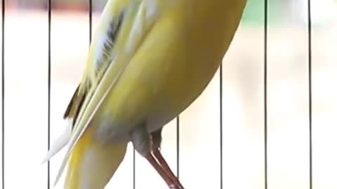 Beautiful Canary Voices