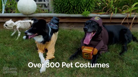 2023 Dog Costume Commercial Ruff Cut 03