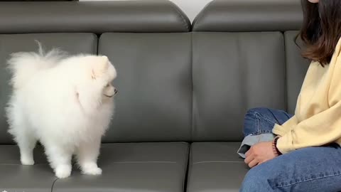 Cute dog reaction