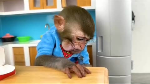 Monkey funny mood videos
