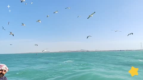 Seagulls and peace in the sea