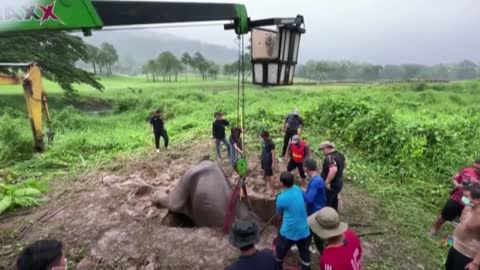 Watch: Dramatic Video Shows Rescue Of Baby Elephant That Fell Into A Manhole In Thailand
