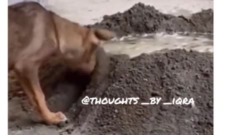 Funny dogs funniest video