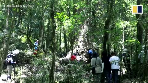 China’s tallest tree found inside a forest i