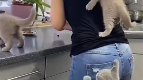 Kittens Climb Their Mom as They Couldn’t Wait for Food