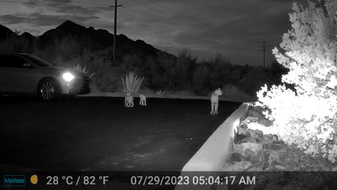 Bobcat Mom & Her Kittens