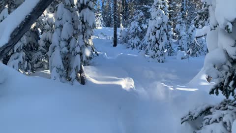 Alpine Snow – Central Oregon – Swampy Lakes Sno-Park – 4K