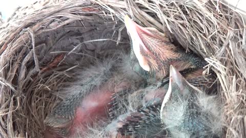 Baby Robins