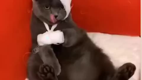 injured cat 😭😭