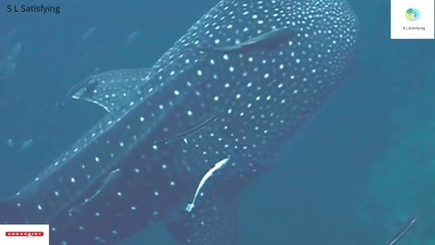 First time Swimming with whale shark in Indonesia
