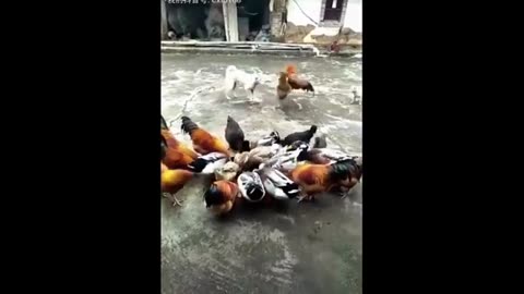 Chicken vs Cat and Dog
