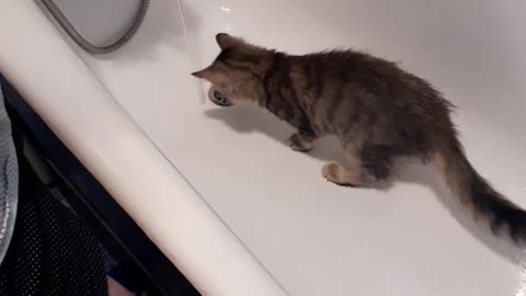 Our cat is not afraid of water