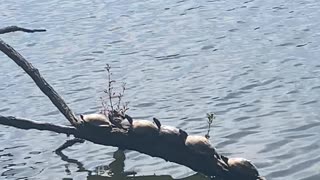A bale of turtles getting a sun tan at a lake on a hot day