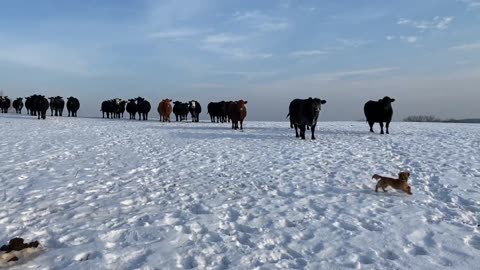 Puppy and Cows in Snow