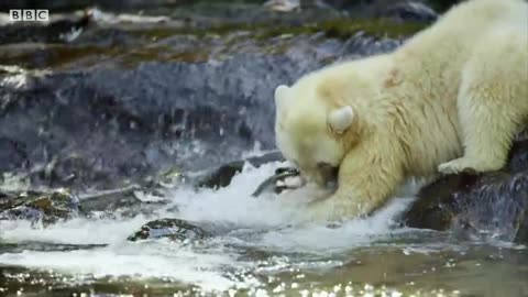 Mother Bear Teaches Cubs to Fish | BBC Earth