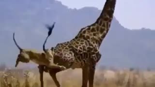 A leopard attacks a giraffe#wild life