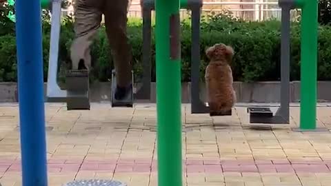 Dog doing excersice 😮😮