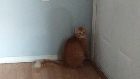 Cat wants to go outside