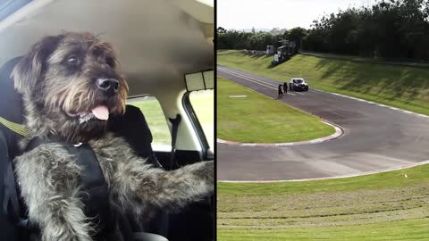 Meet Monty. The World's First Driving Dog.