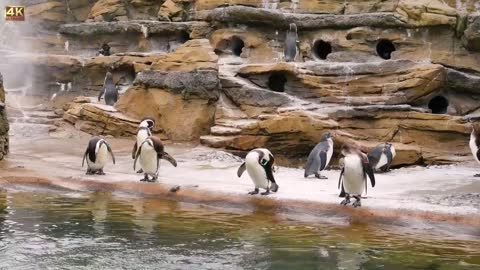 Top 10 Most Funny Penguin Videos EVER