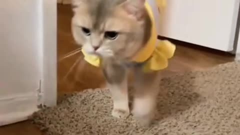 Funny cat video cat catagram