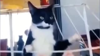 Funny animals. The cat falls.