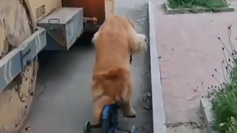 The dog is riding a bike in the street in a funny way