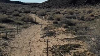 Road Runner spotted in the desert in New Mexico. 1/19/23 Albuquerque,NM