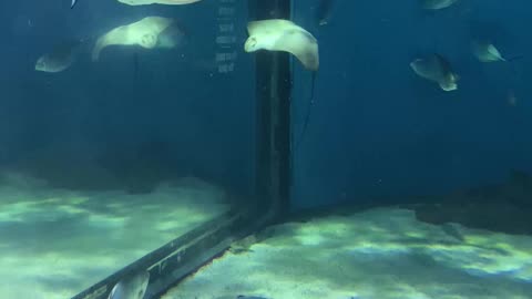 Stingray Swims in Circles