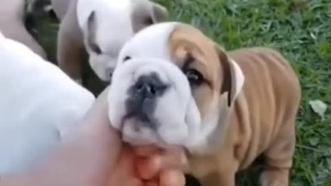 Cute Dog Videos 😍