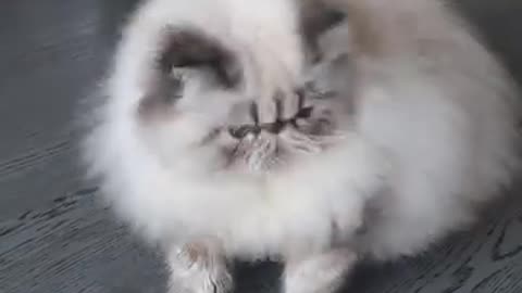 Angry Cat Fight