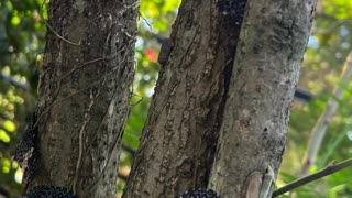 Borboleta estaladeira de ventral vermelha