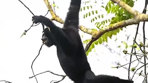 The Western Hoolock Gibbon is at the risk of extinction #EndangeredSpeciesday #Shorts #animalplanet
