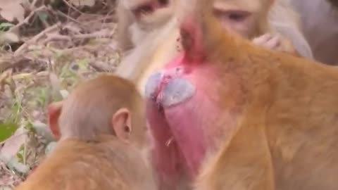 Funny monkey funny video