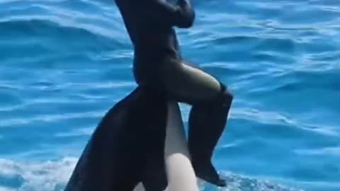 I Thought all close contact with orcas was banned after what happened with Tilikum