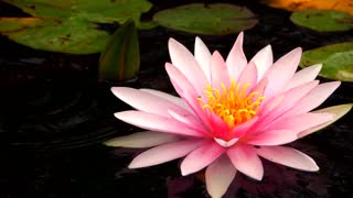 Pink lotus flower in a lake, close up