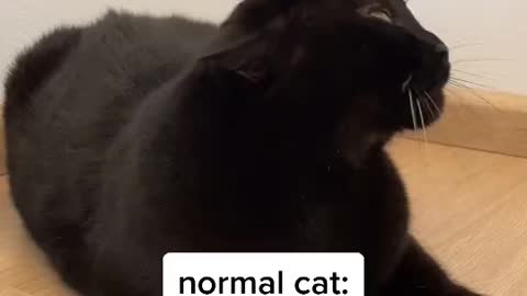 NORMAL CAT | MY CAT REACTION 🐈