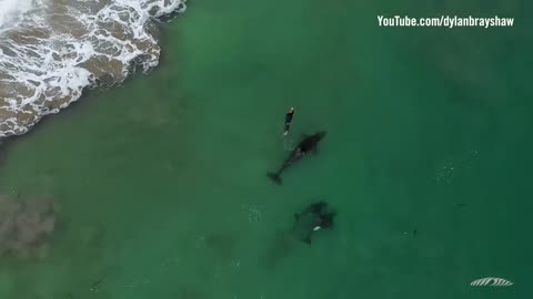 Orcas playing with swimmer at Hahei Beach, New Zealand (Original)