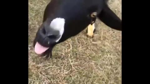 Funniest Animals 🐧 - Best Of The 2023 👏Funny Animal Videos 😁 - Cutest Animals Ever❤