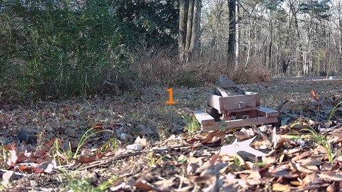 Squirrel camera Attack caught on trail cam