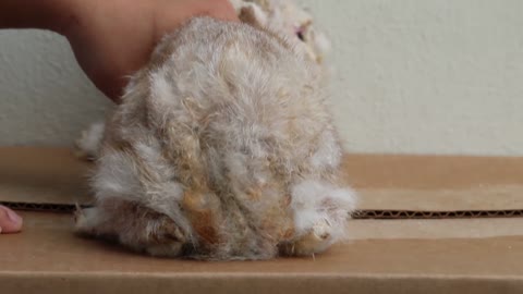 Rabbit has "pointed" nose - rabbit scabies