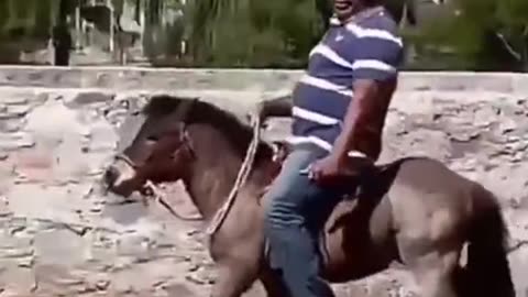 Donkey Riding Funny