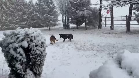 Belgian brothers get a snow day!