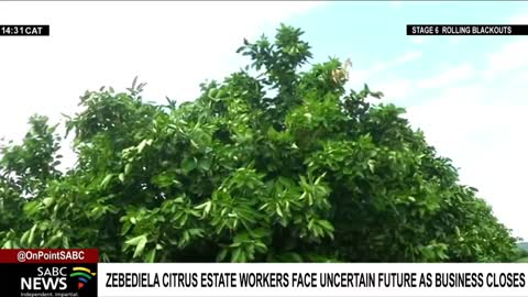 Workers at Zebediela Citrus in Limpopo face an uncertain future