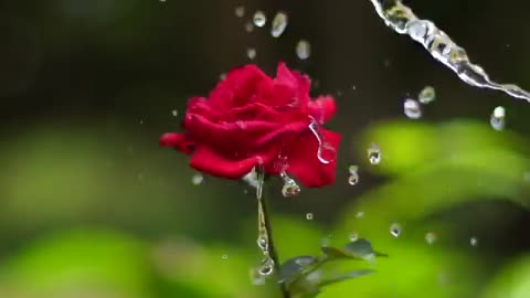 rose flower time lapse shot slow motion shooted with sony a7s