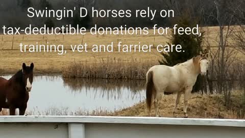 Donate to horse rescue,, enter to win Shop Vac you have to see to believe