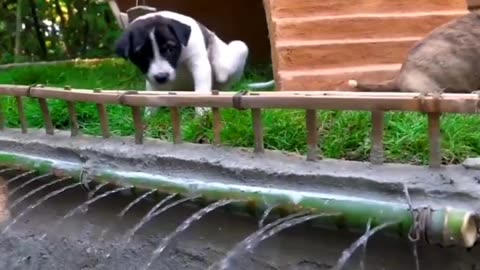 This Man Rescues Stray Puppies And Builds An Empire For Them #shorts #shortsvideo #video #viral
